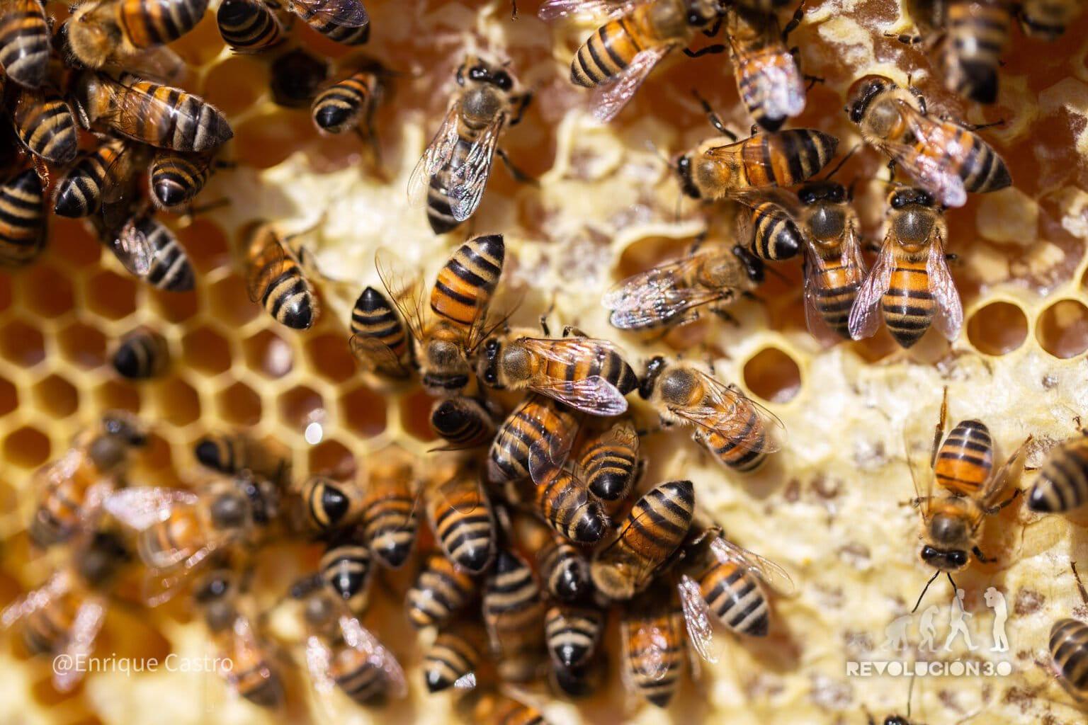 $!Día Internacional de las Mujeres Indígenas: tres lideresas que cambian el rumbo de sus comunidades en Latinoamérica