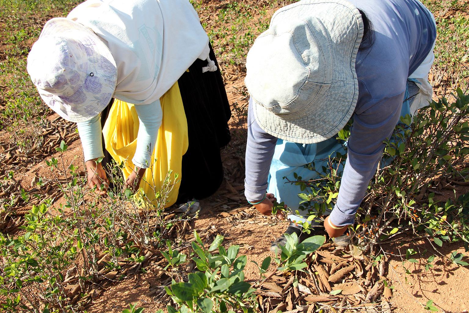 $!Dos mujeres cosechan coca en América del Sur.