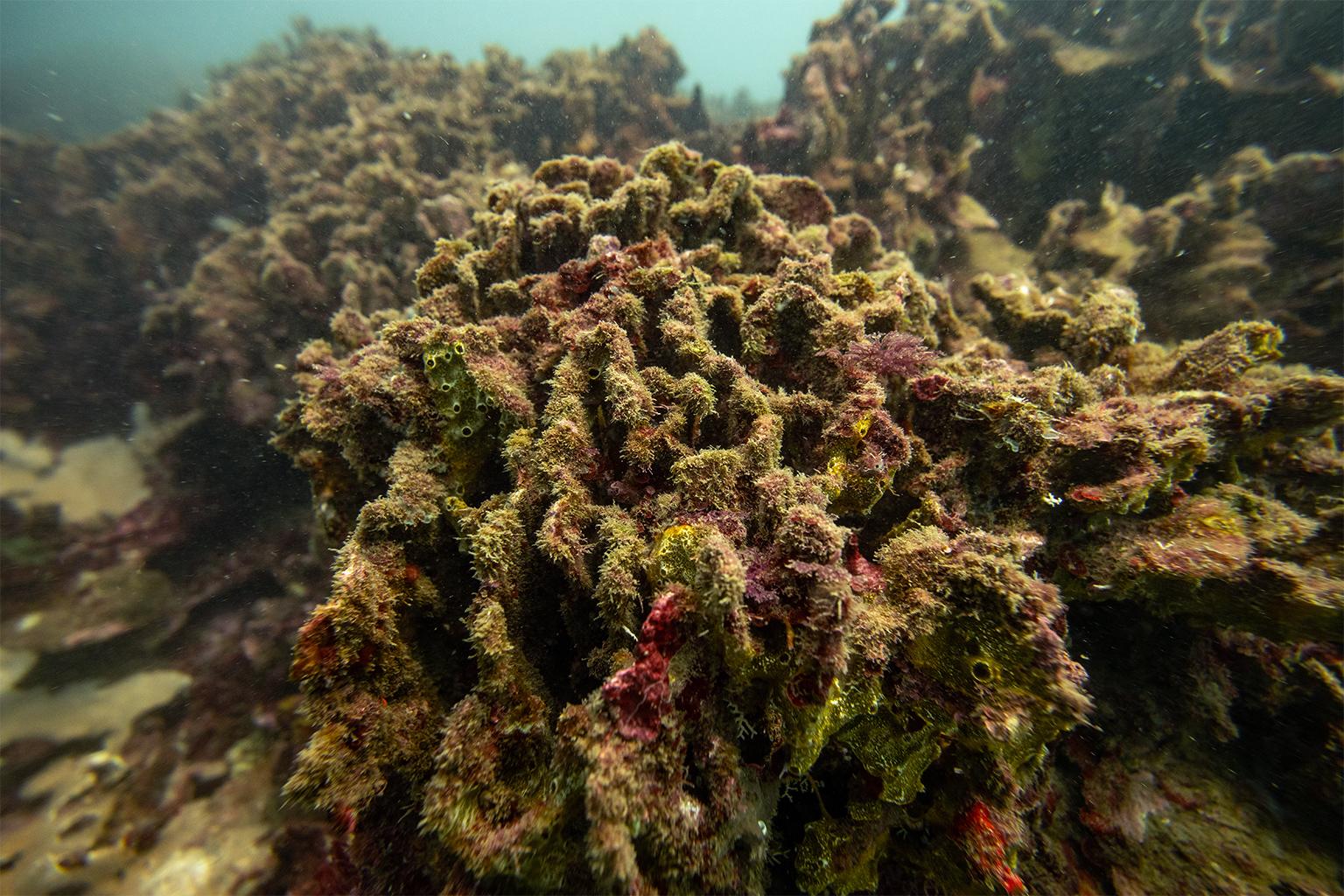 $!¿Puede un arrecife sobrevivir al calor extremo? La increíble resistencia del ‘Cocalito’ hondureño