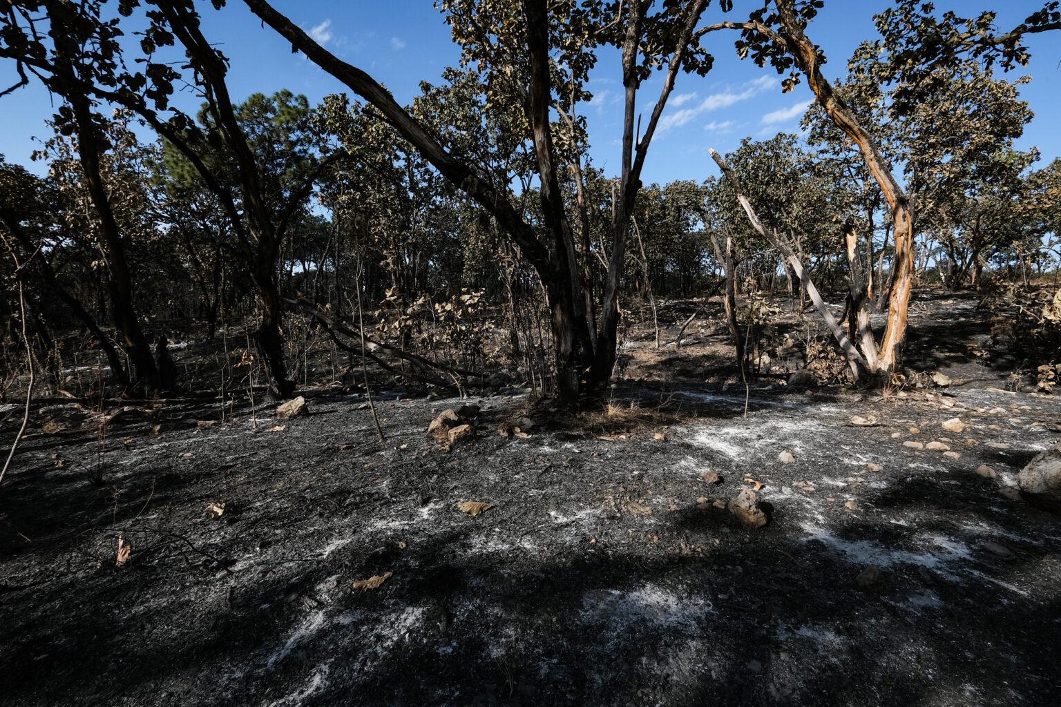 $!Jalisco perdió más de 100 mil hectáreas de bosques a causa de los incendios