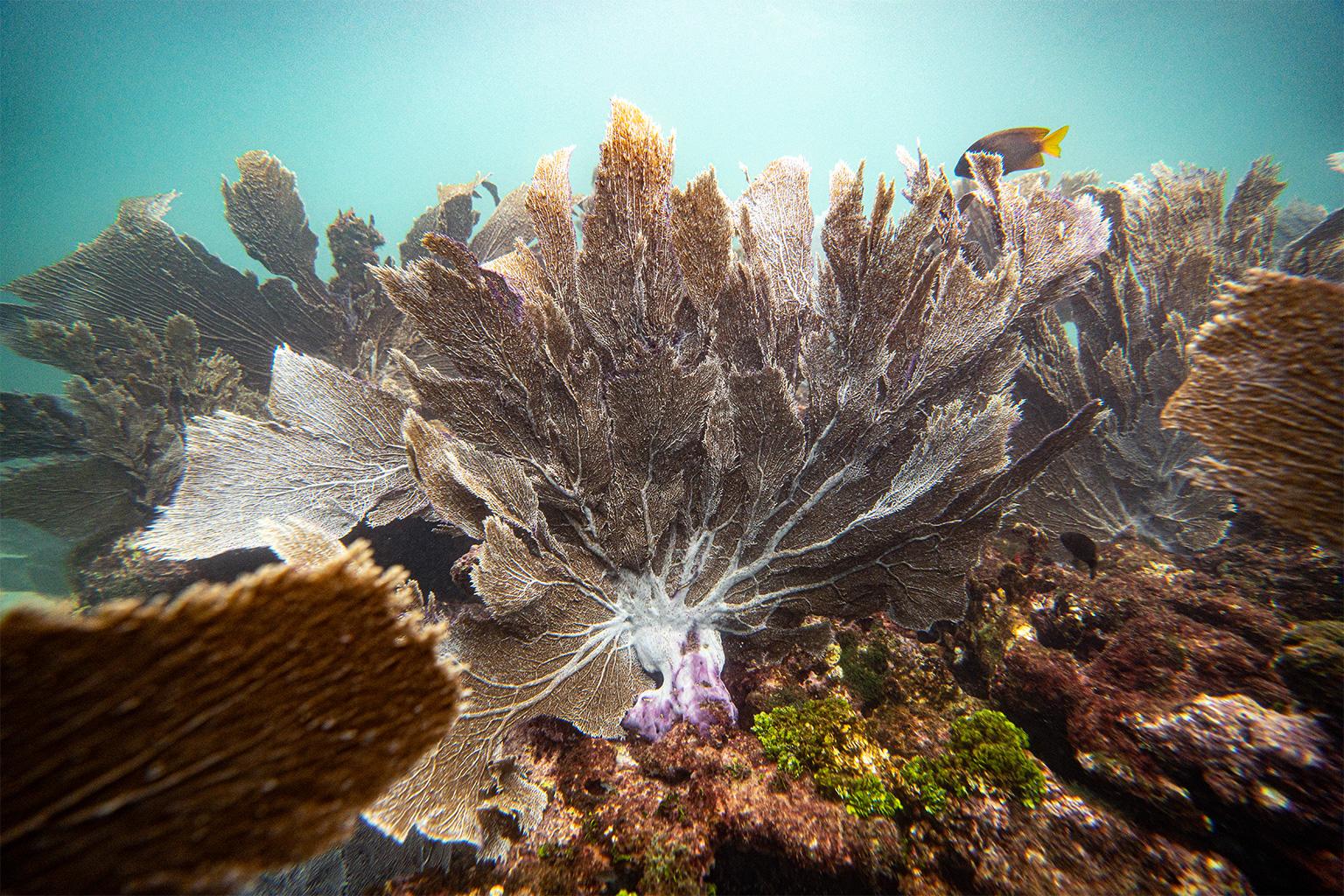 $!¿Puede un arrecife sobrevivir al calor extremo? La increíble resistencia del ‘Cocalito’ hondureño