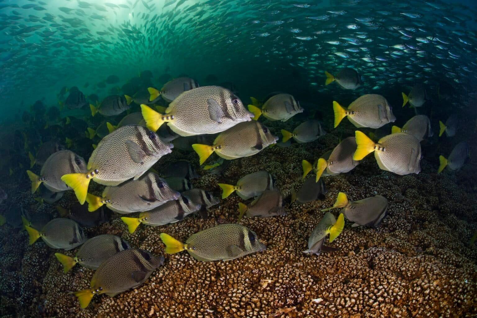 $!En las profundidades del territorio del Parque Nacional Huatulco, un cardumen de peces cirujanos Prionurus laticlavius.