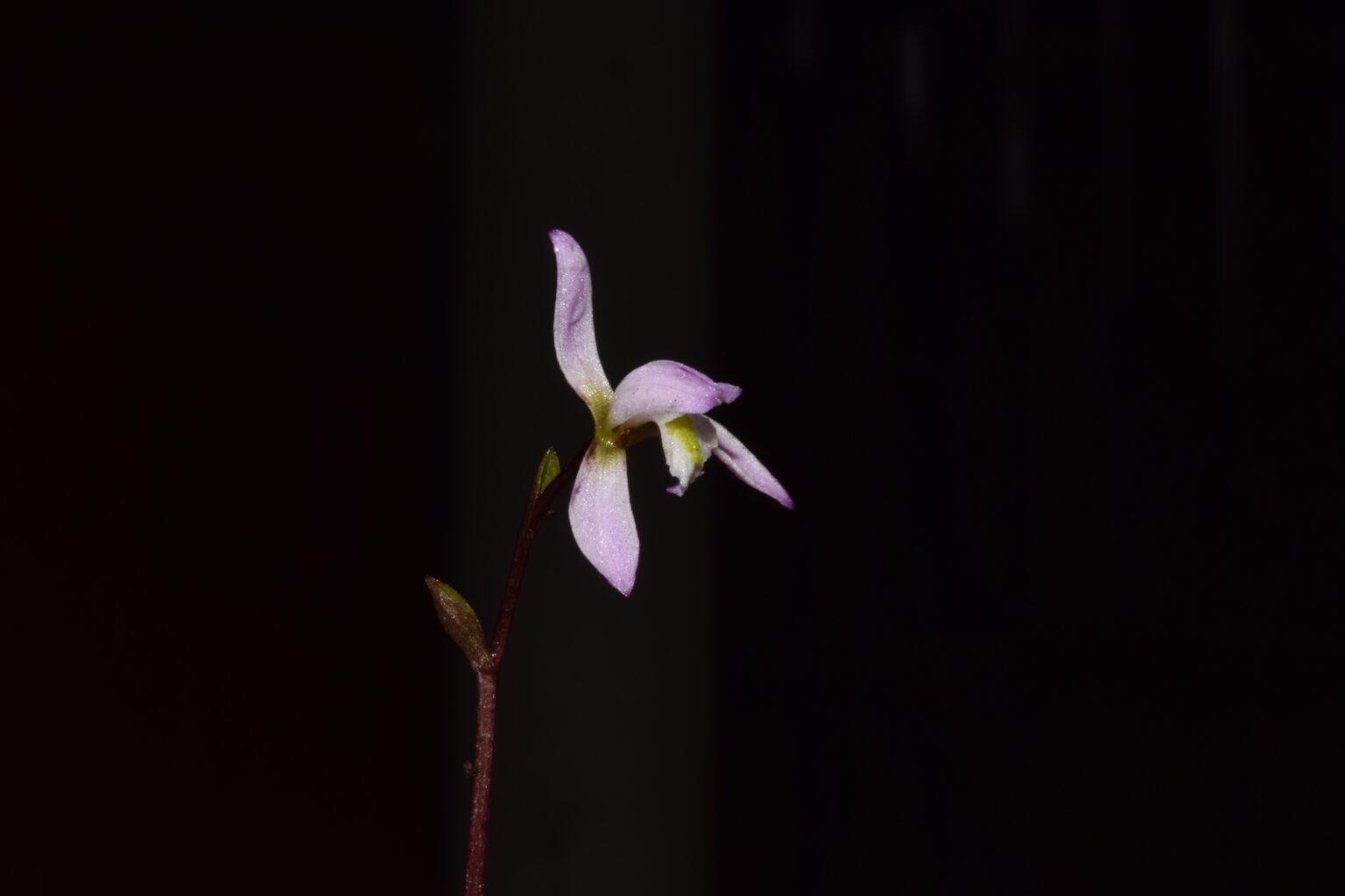 $!Jalisco perdió más de 100 mil hectáreas de bosques a causa de los incendios