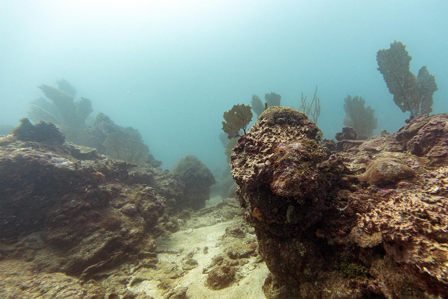 $!¿Puede un arrecife sobrevivir al calor extremo? La increíble resistencia del ‘Cocalito’ hondureño