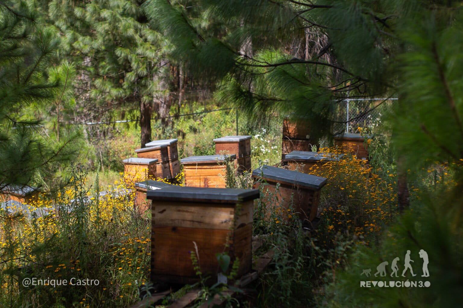 $!Día Internacional de las Mujeres Indígenas: tres lideresas que cambian el rumbo de sus comunidades en Latinoamérica