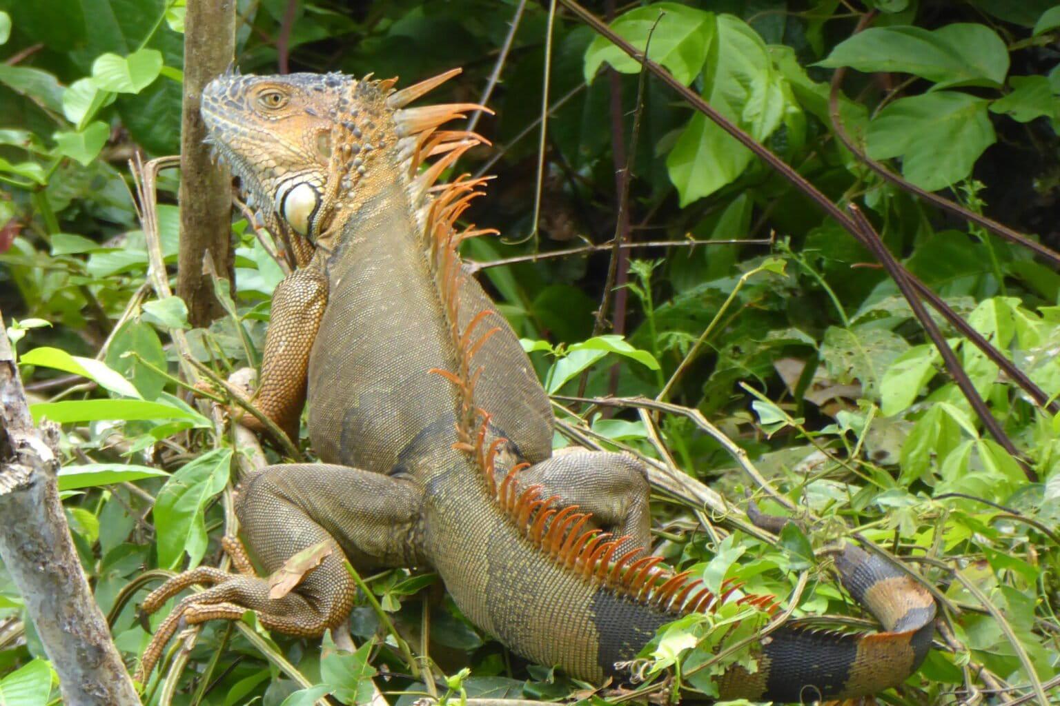 $!La iguana verde puede alcanzar hasta dos metros de longitud.