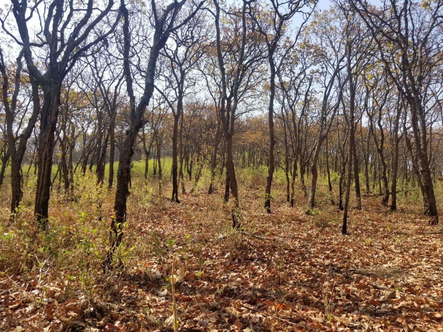 $!México: como un roble, así es la convicción de los guardianes del bosque de Juanacatlán