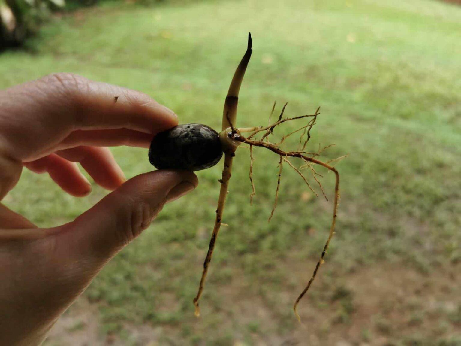 $!Semilla de una palmera para sembrar en la Reserva Oasis.