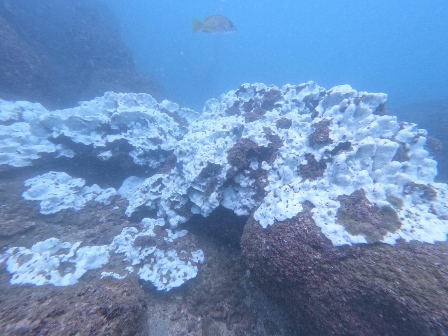 $!Coral Pavona gigantea blanqueado, en el Parque Nacional Huatulco.