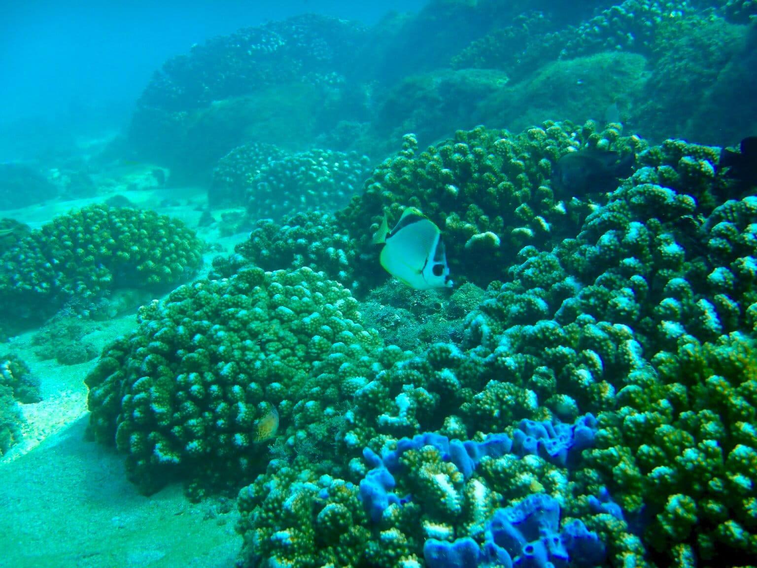 $!Corales del género Pocillopora sp. y esponja azul, en el Parque Nacional Huatulco.