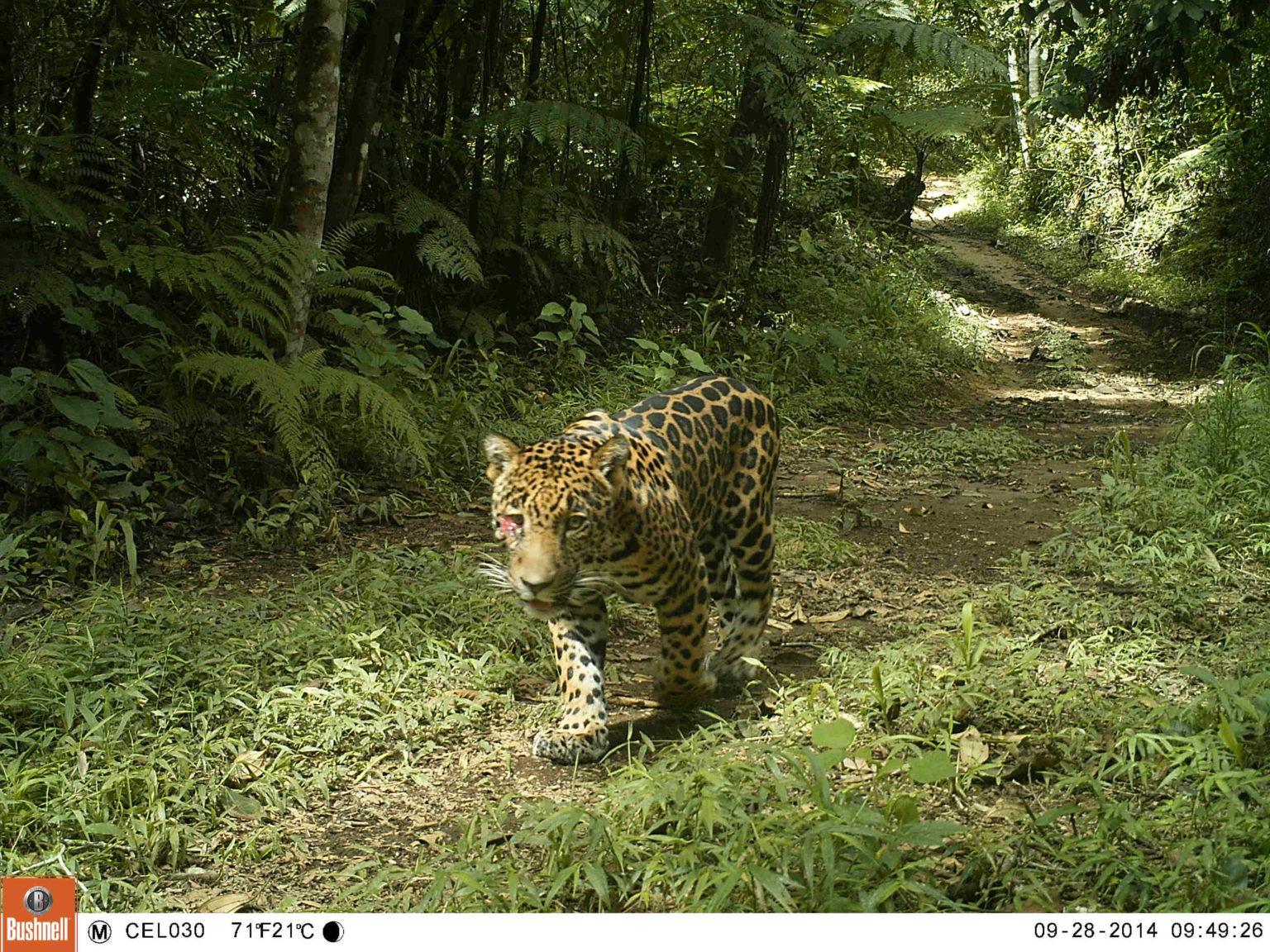 $!Imagen de cámara trampa de un jaguar en territorio colombiano.