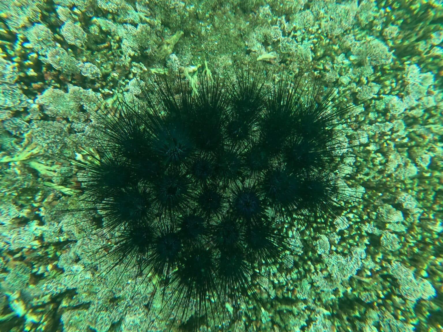 $!Erizos de la especie Diadema mexicanum también pueden encontrarse en el Parque Nacional Huatulco.