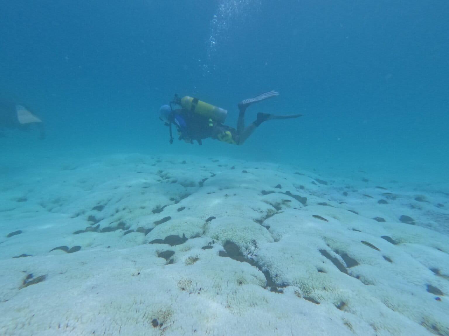 $!Buzo observando y evaluando la sobrevivencia de pólipos de los corales blanqueados en el Parque Nacional Huatulco.