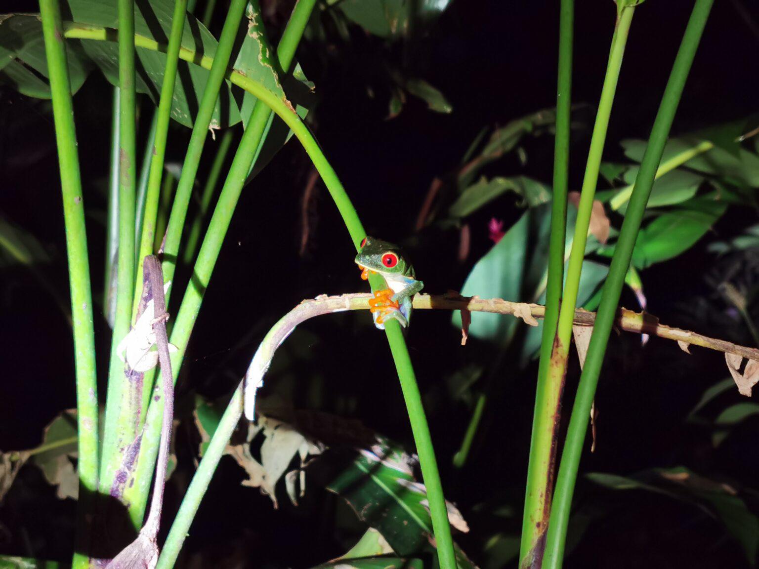 $!Día Internacional de los Bosques: 3 proyectos para recuperar y conservar zonas forestales en Latinoamérica