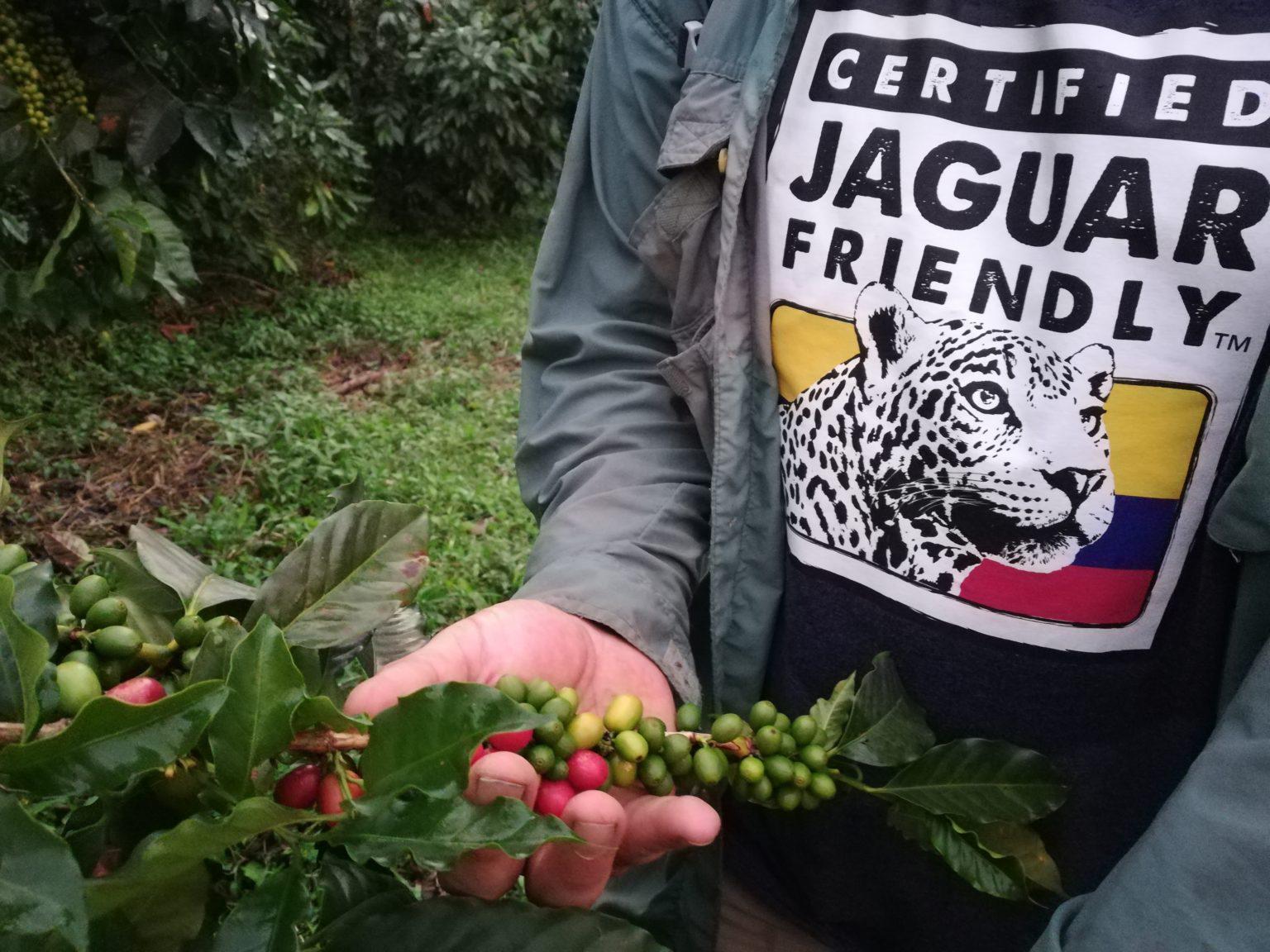 $!En Colombia existen cultivos de café que han logrado la certificación Jaguar Friendly.