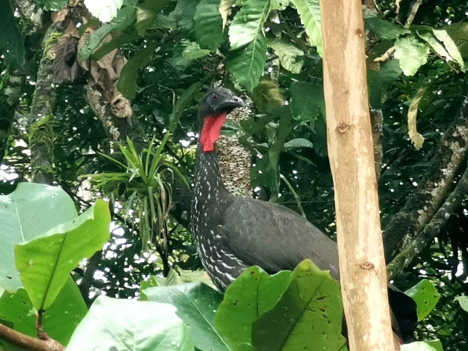 $!Reserva Oasis en Costa Rica era una zona deforestada y ahora alberga una gran variedad de animales silvestres.