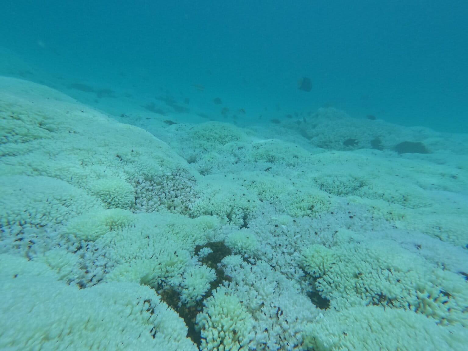 $!Corales del género Pocillopora sp. blanqueados, en el Parque Nacional Huatulco.