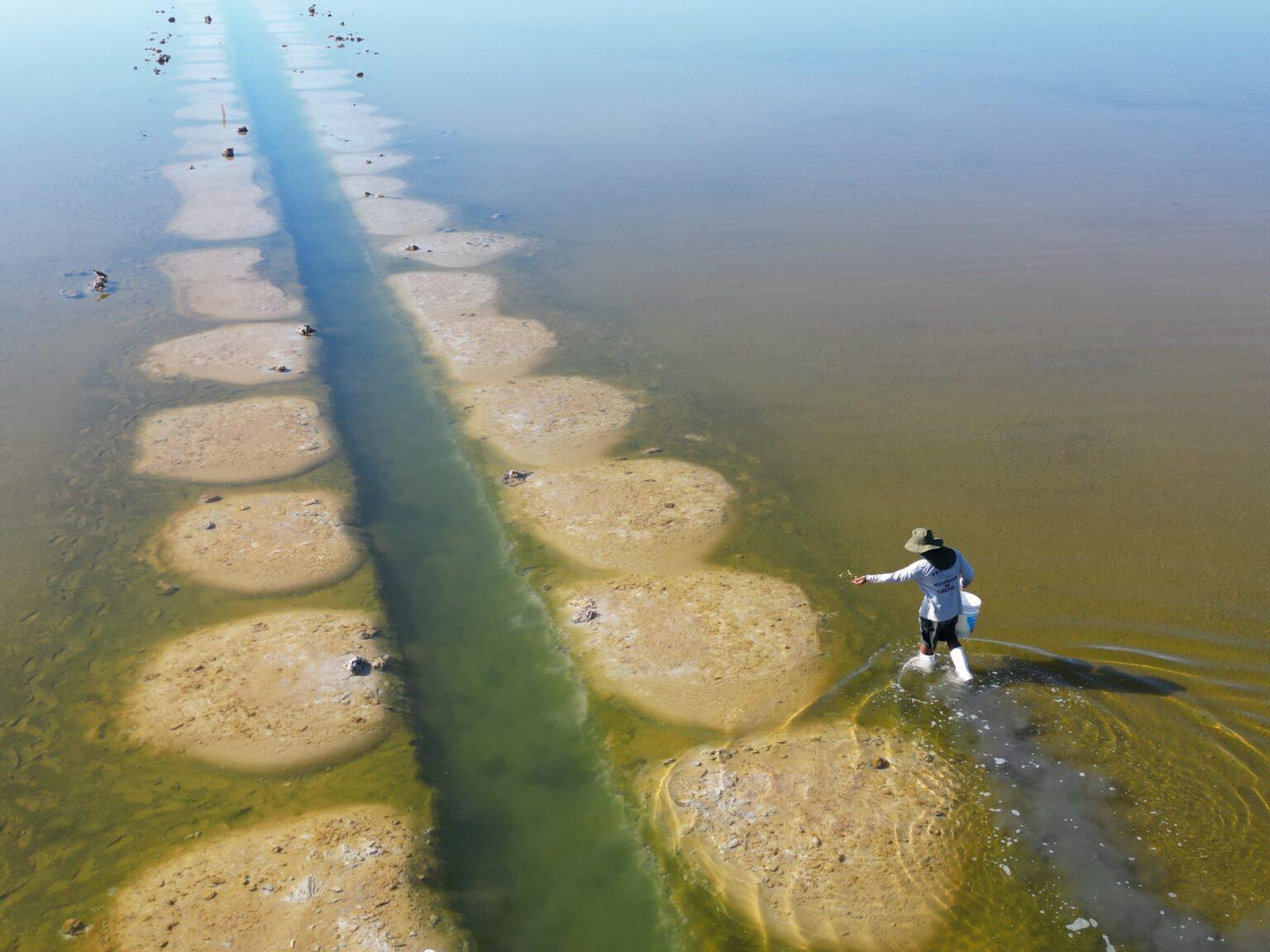 $!Siembra al voleo sobre las terrazas de vegetación en canal principal.