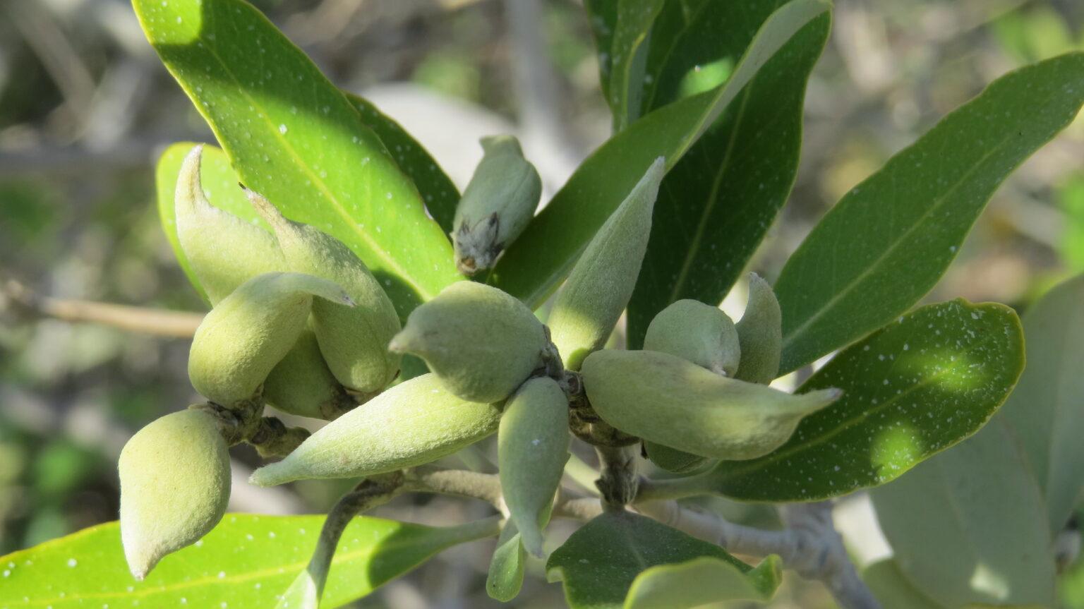 $!Semillas de mangle negro, listas para su colecta.
