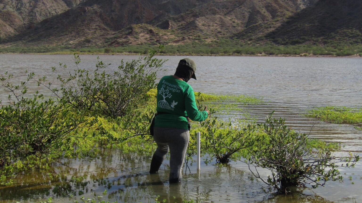 $!Trabajos de restauración ecológica de los manglares de la Isla del Carmen, ubicada dentro del Parque Nacional Bahía de Loreto.