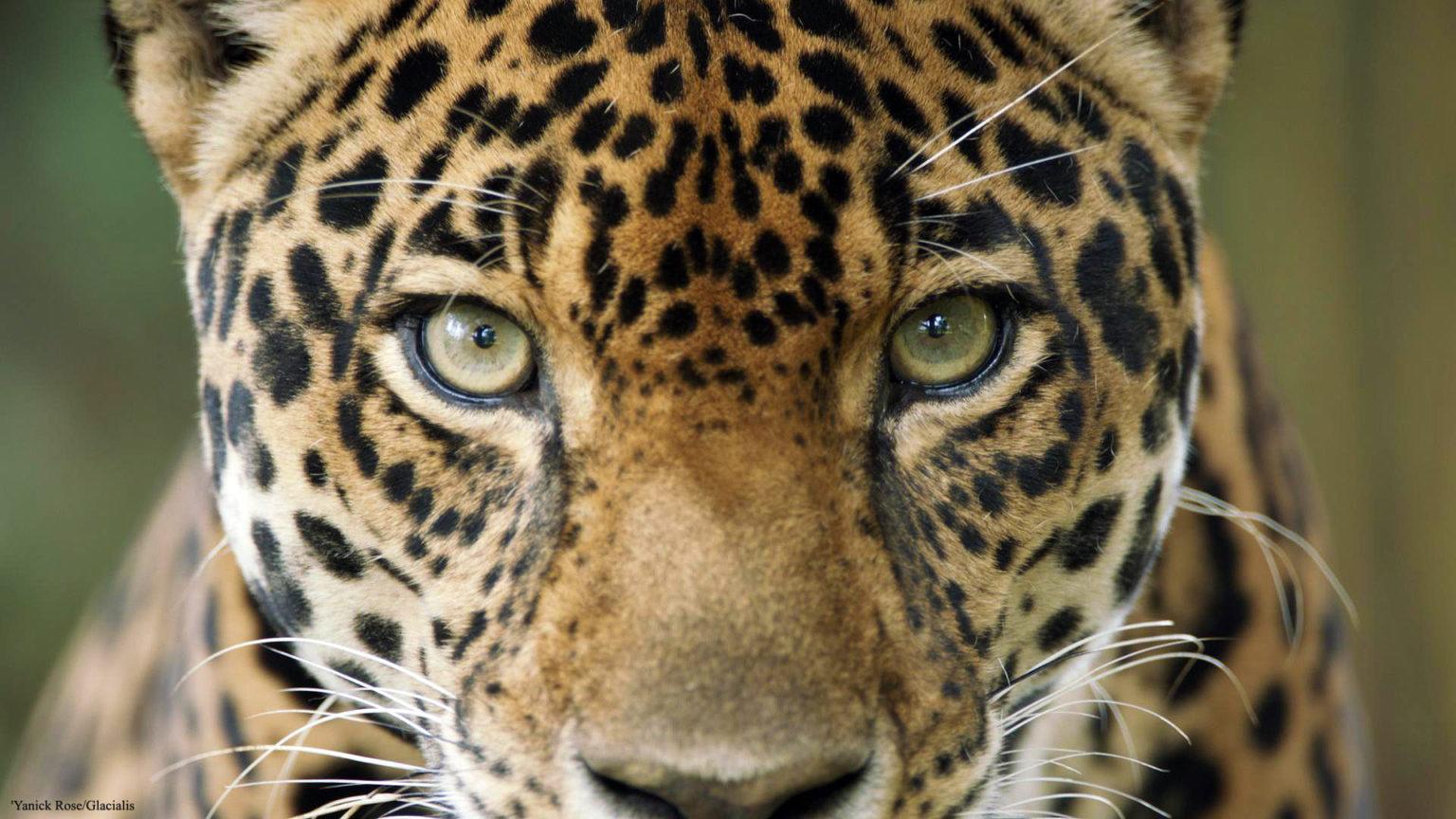 $!El jaguar es el felino emblemático de América.