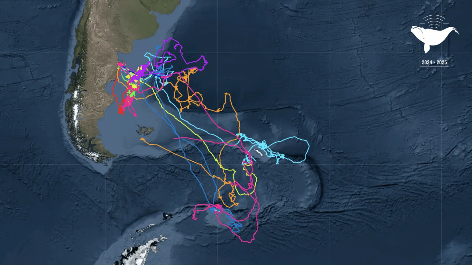 $!Siguiendo ballenas francas: cómo funciona el proyecto que rastrea sus rutas migratorias desde el espacio exterior