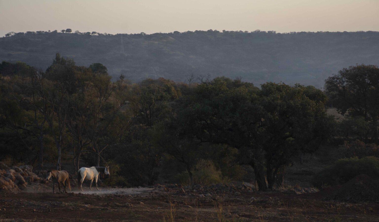 $!México: como un roble, así es la convicción de los guardianes del bosque de Juanacatlán