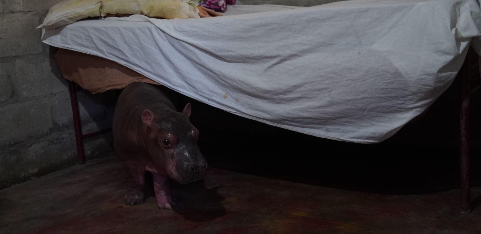 $!Debajo de la cama. Ese es el lugar preferido por la pequeña hipopótamo que fue separada de su madre por el tráfico ilegal hace varios meses.