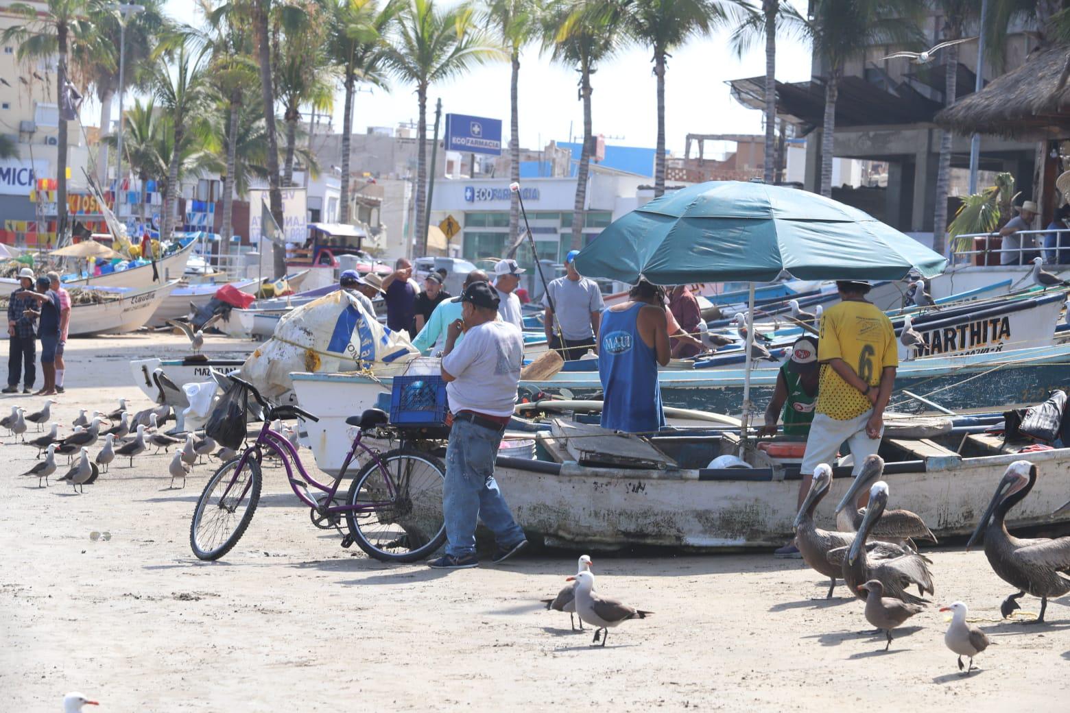 $!Se demora la llegada del popular pez ‘pajarito’ a Mazatlán