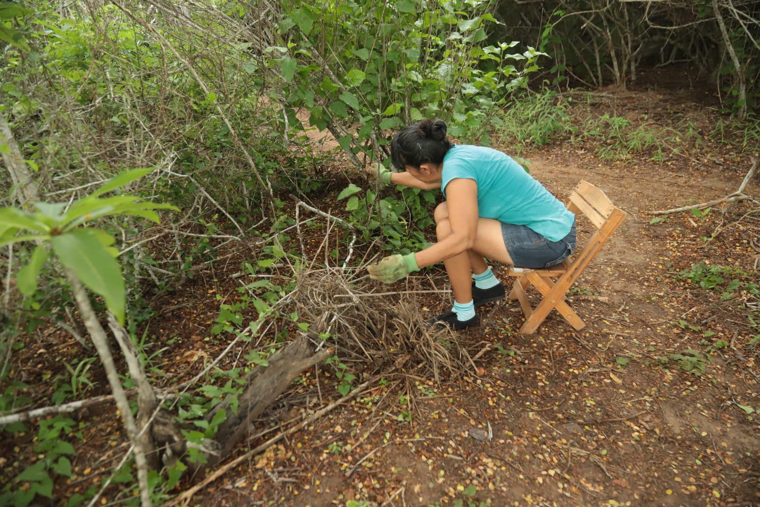 $!Se suman cientos de voluntarios a jornada ambiental para rescatar playas, selva y mangles en Mazatlán
