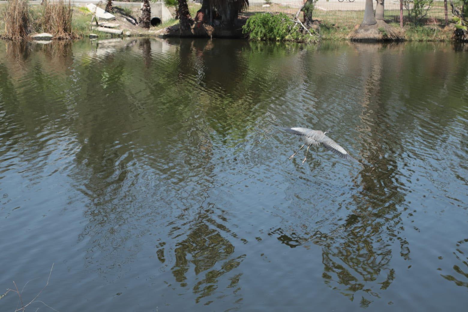 $!Laguna del Camarón, sin mortandad de peces pero aún con contaminación