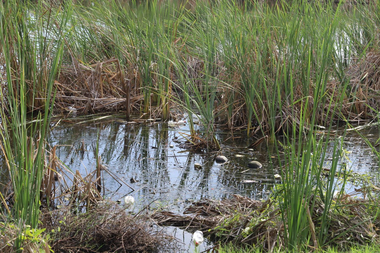 $!Denuncian ahora contaminación de aceites en la Laguna del Camarón, en Mazatlán