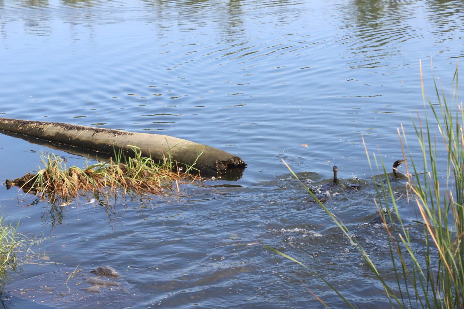 $!Denuncian ahora contaminación de aceites en la Laguna del Camarón, en Mazatlán