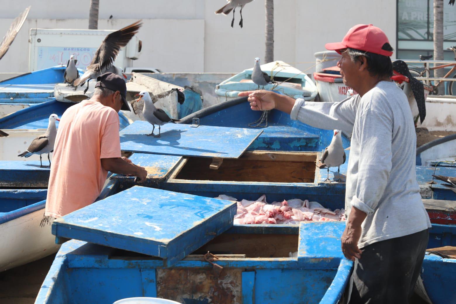 $!Se demora la llegada del popular pez ‘pajarito’ a Mazatlán