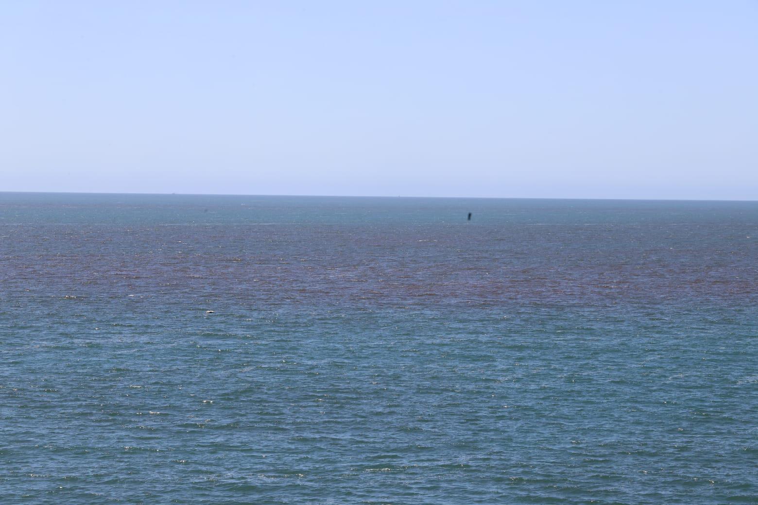 $!Marea roja en la bahía de Mazatlán, preocupa por su toxicidad e impacto ambiental