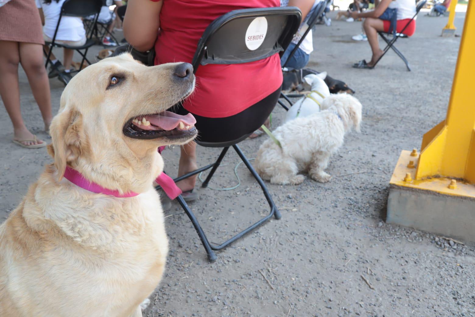 $!En Mazatlán, realizan 200 cirugías de esterilización de mascotas