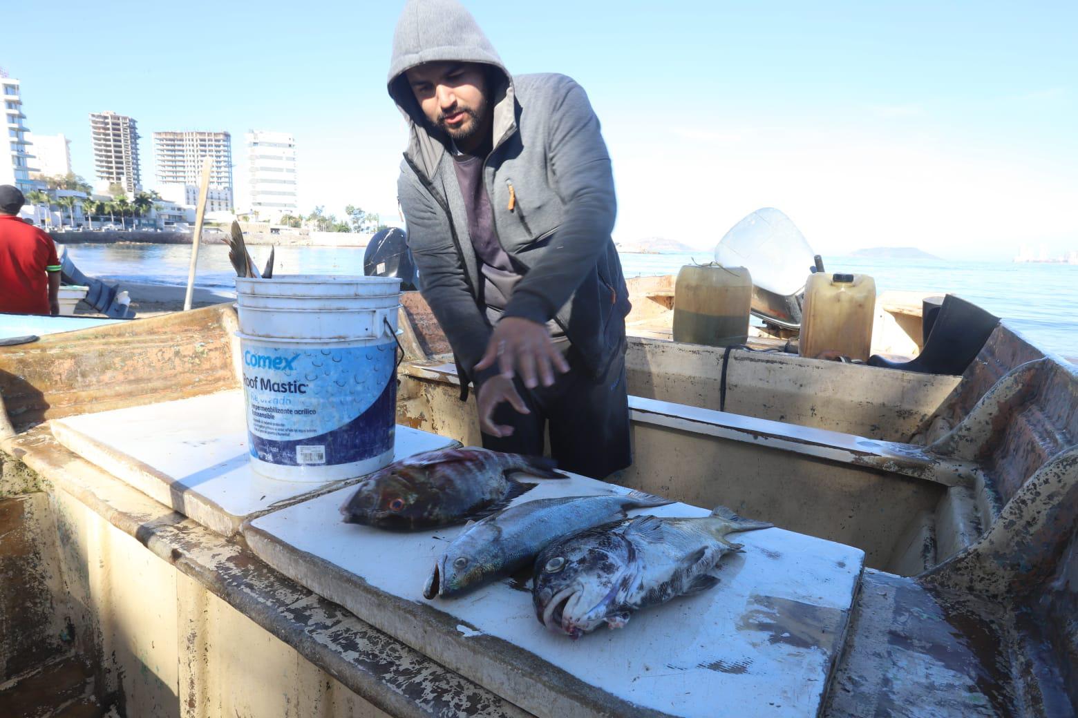 $!Pescadores en Mazatlán reportan buenas capturas al inicio de la Cuaresma