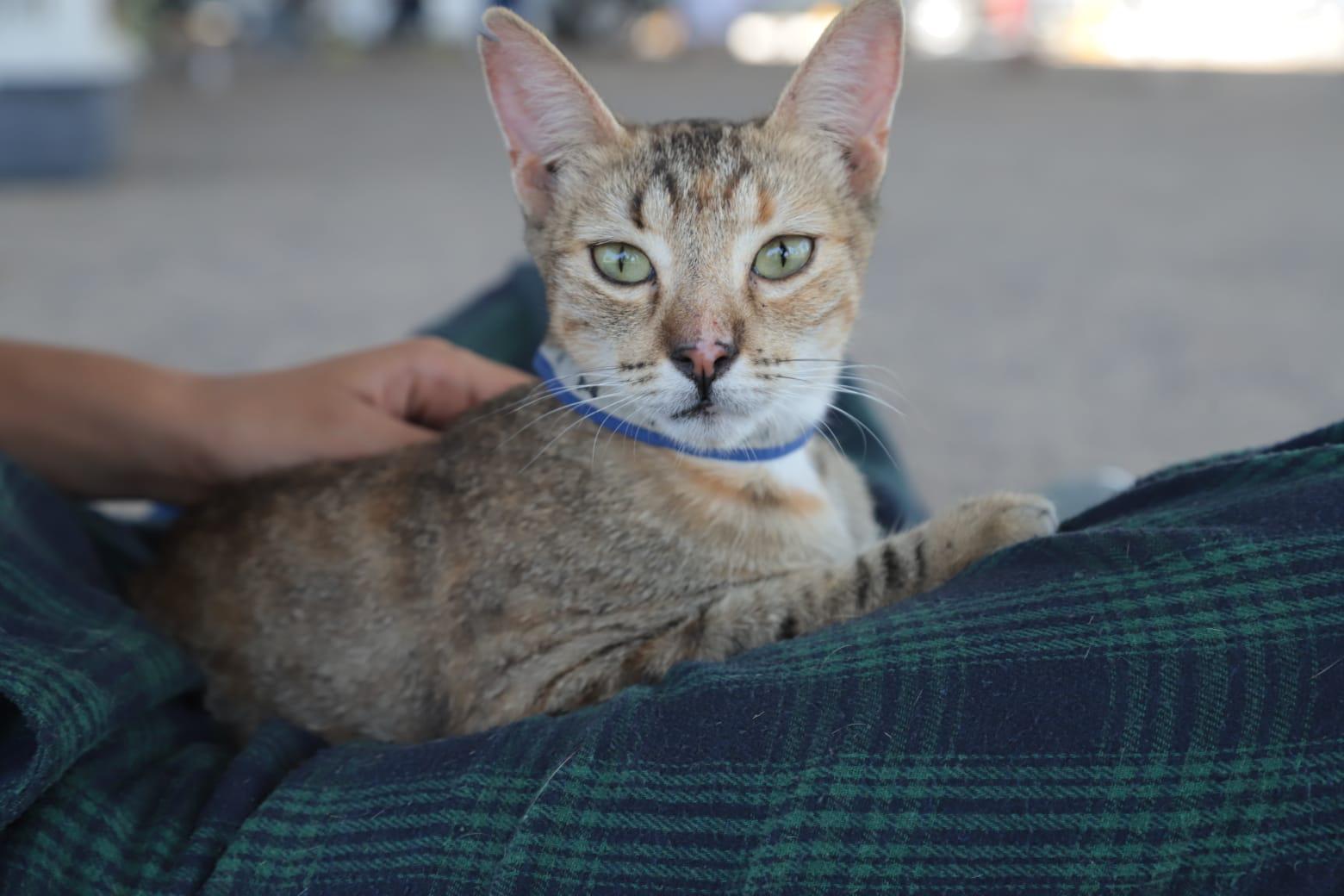 $!En Mazatlán, realizan 200 cirugías de esterilización de mascotas