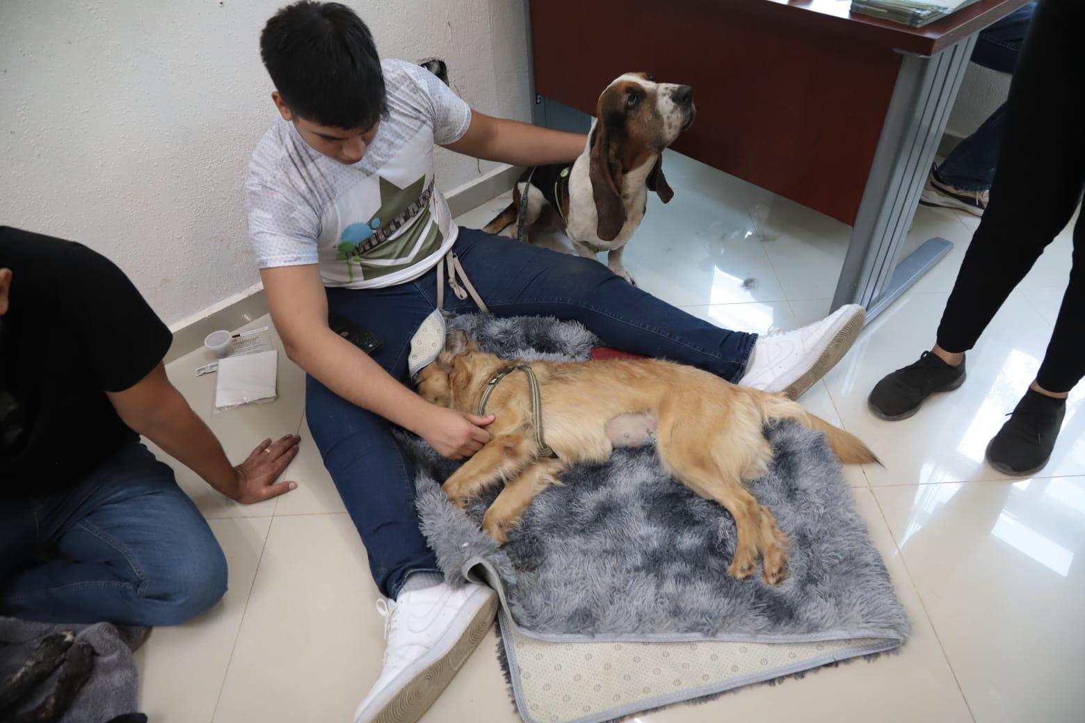 $!En Mazatlán, realizan 200 cirugías de esterilización de mascotas