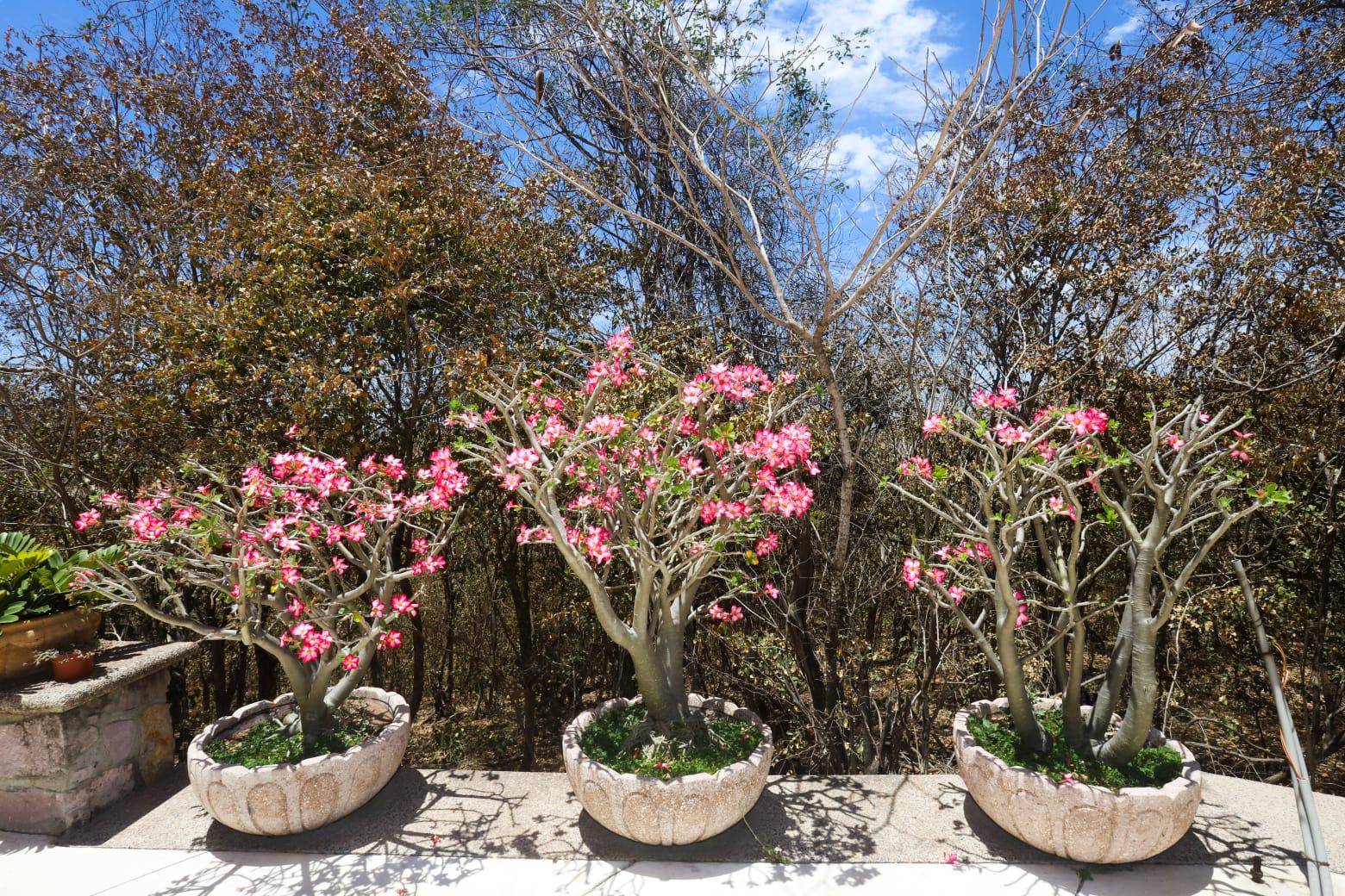 $!Ven necesaria una política ambientalista para Mazatlán