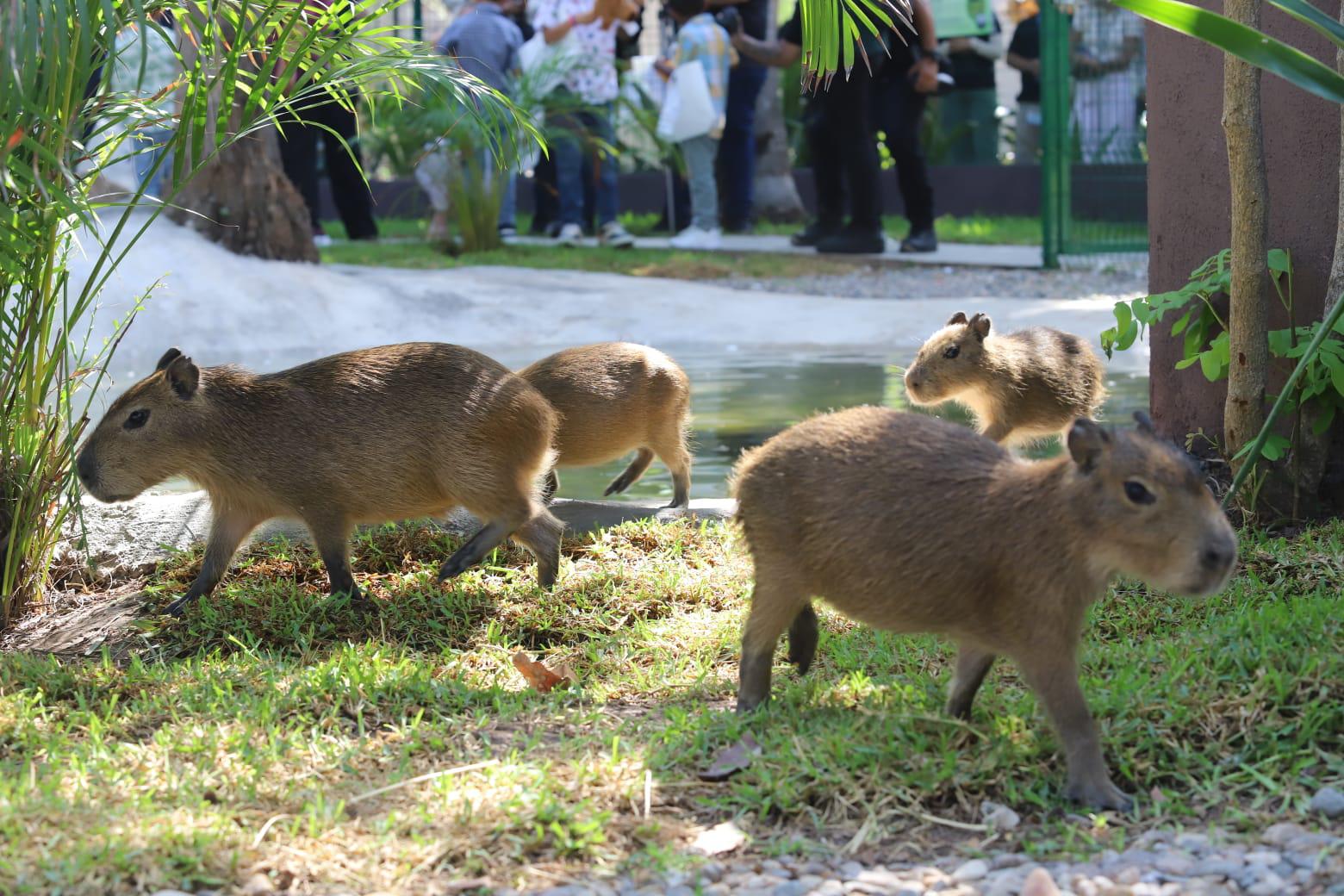 $!Inauguran la Casa Capibara en el Gran Acuario de Mazatlán Mar de Cortés