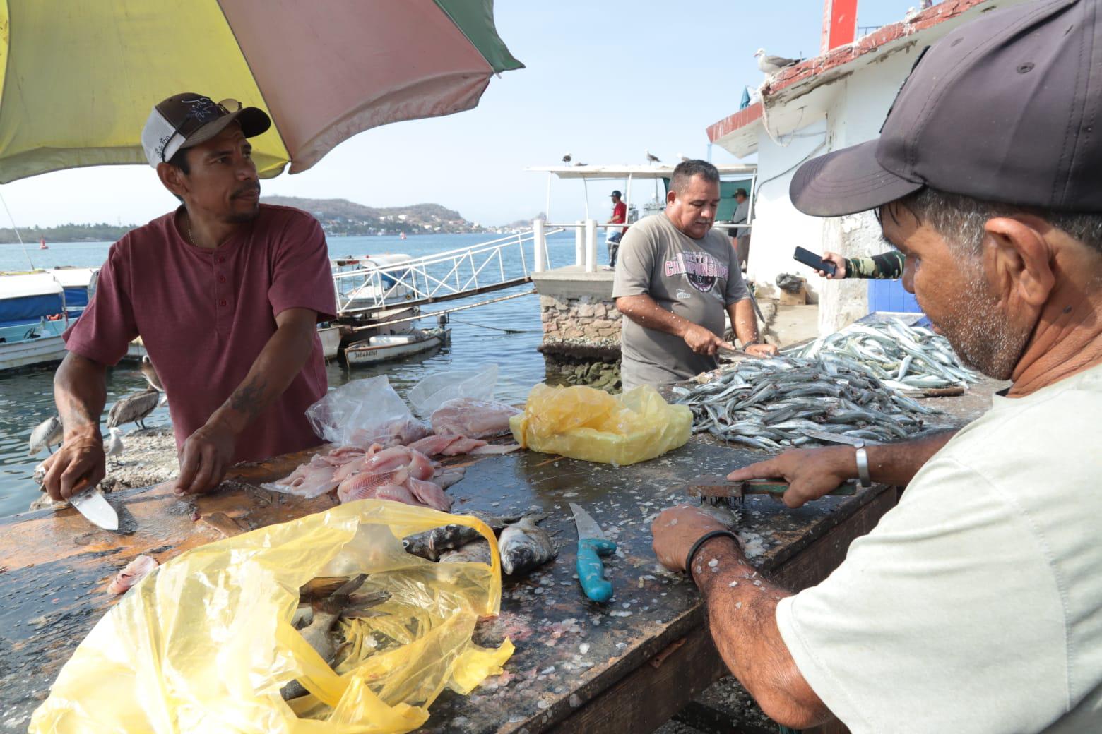 $!Reportan poca pesca del ‘pajarito’, pero mucha expectativa de compradores