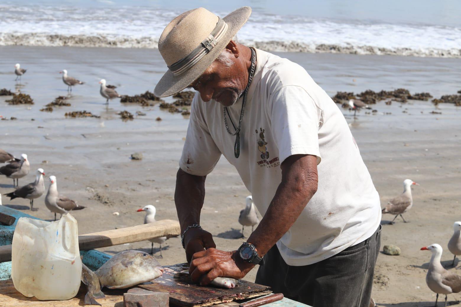 $!Se demora la llegada del popular pez ‘pajarito’ a Mazatlán