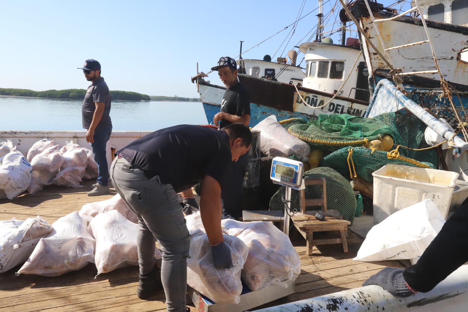 $!Buenos lances de camarón deja el último viaje de capturas, en Mazatlán