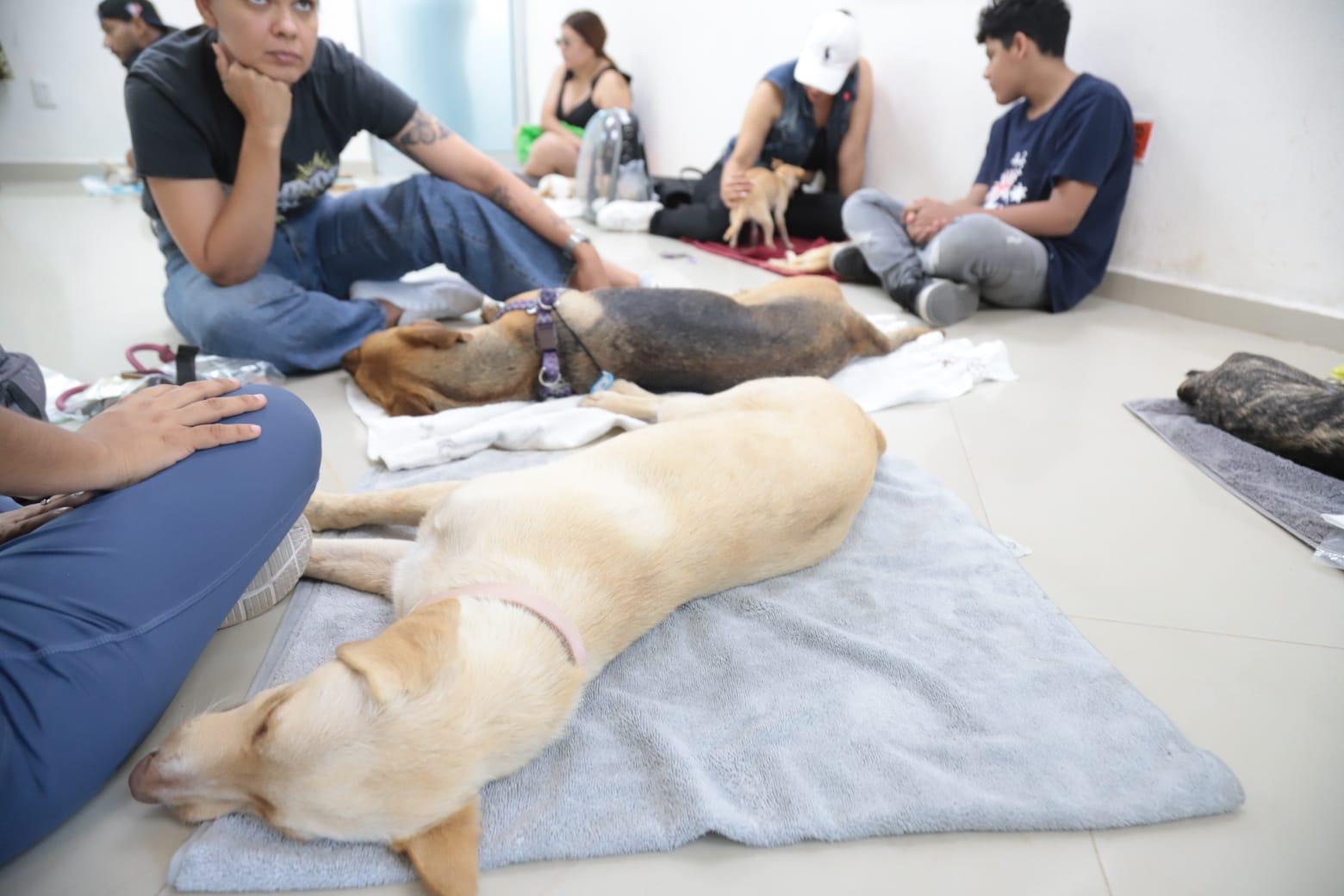 $!En Mazatlán, realizan 200 cirugías de esterilización de mascotas