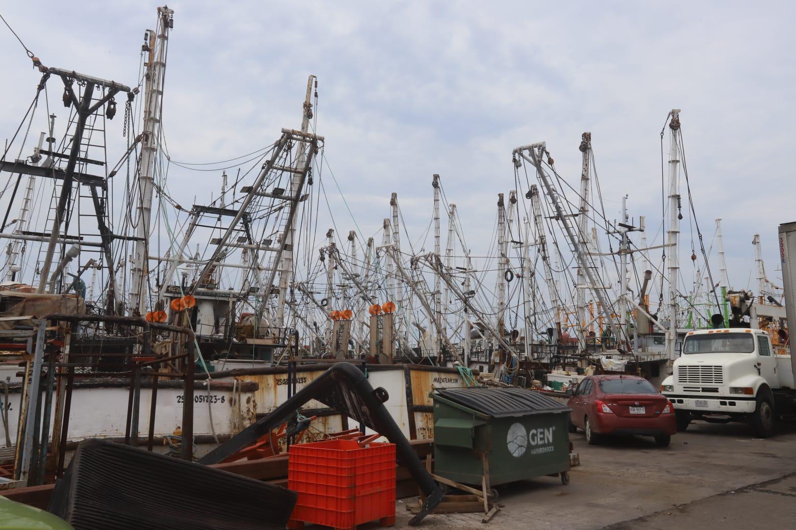 $!Temporada de pesca de tiburón comienza floja ante escasez en Mazatlán