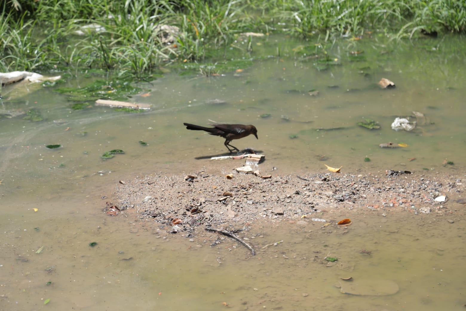 $!Viven vecinos de la colonia Independencia, en Mazatlán, entre grandes charcos de aguas negras