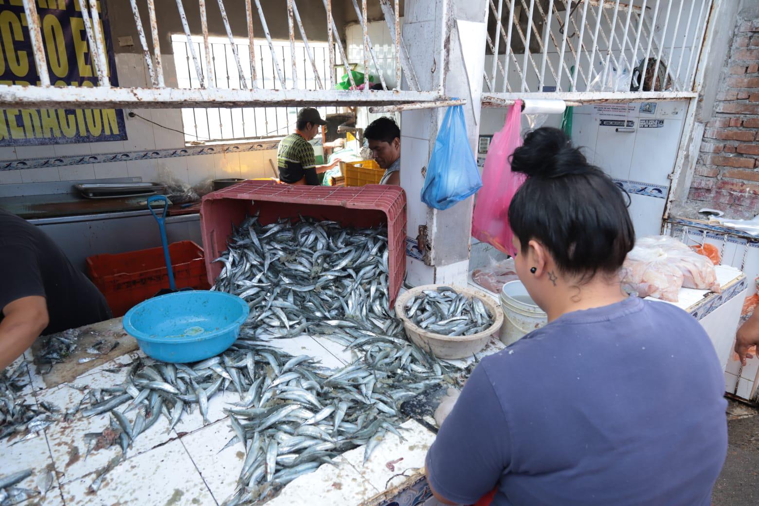 $!Reportan poca pesca del ‘pajarito’, pero mucha expectativa de compradores