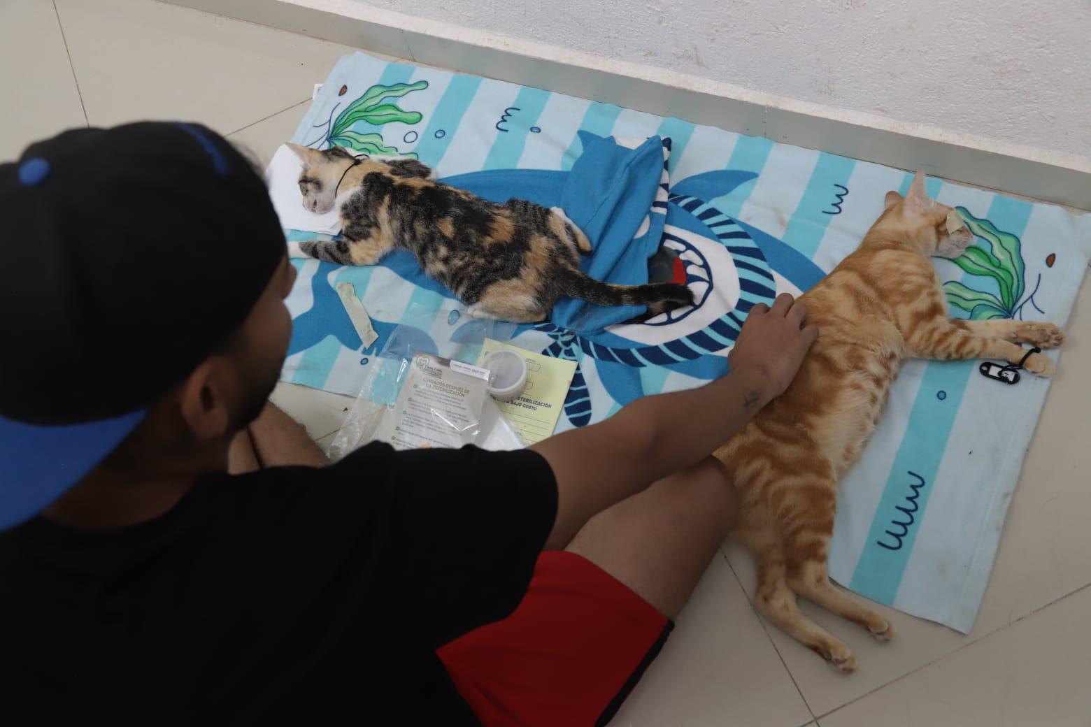 $!En Mazatlán, realizan 200 cirugías de esterilización de mascotas