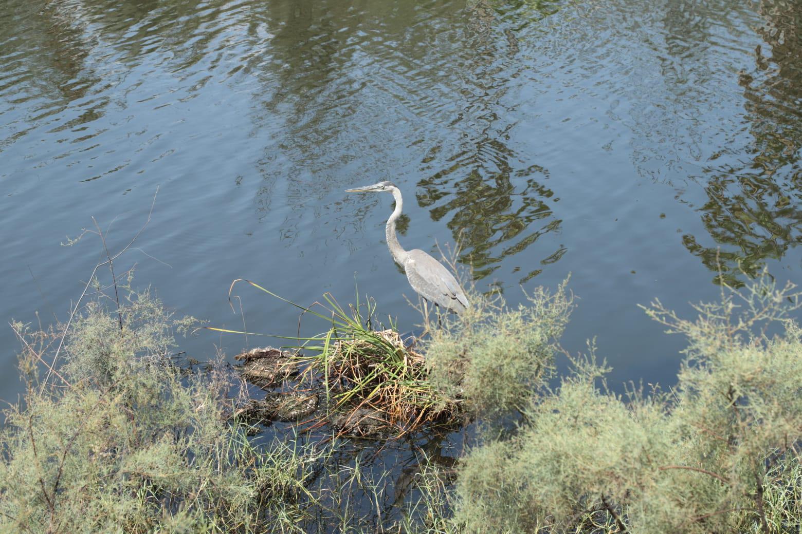 $!Laguna del Camarón, sin mortandad de peces pero aún con contaminación
